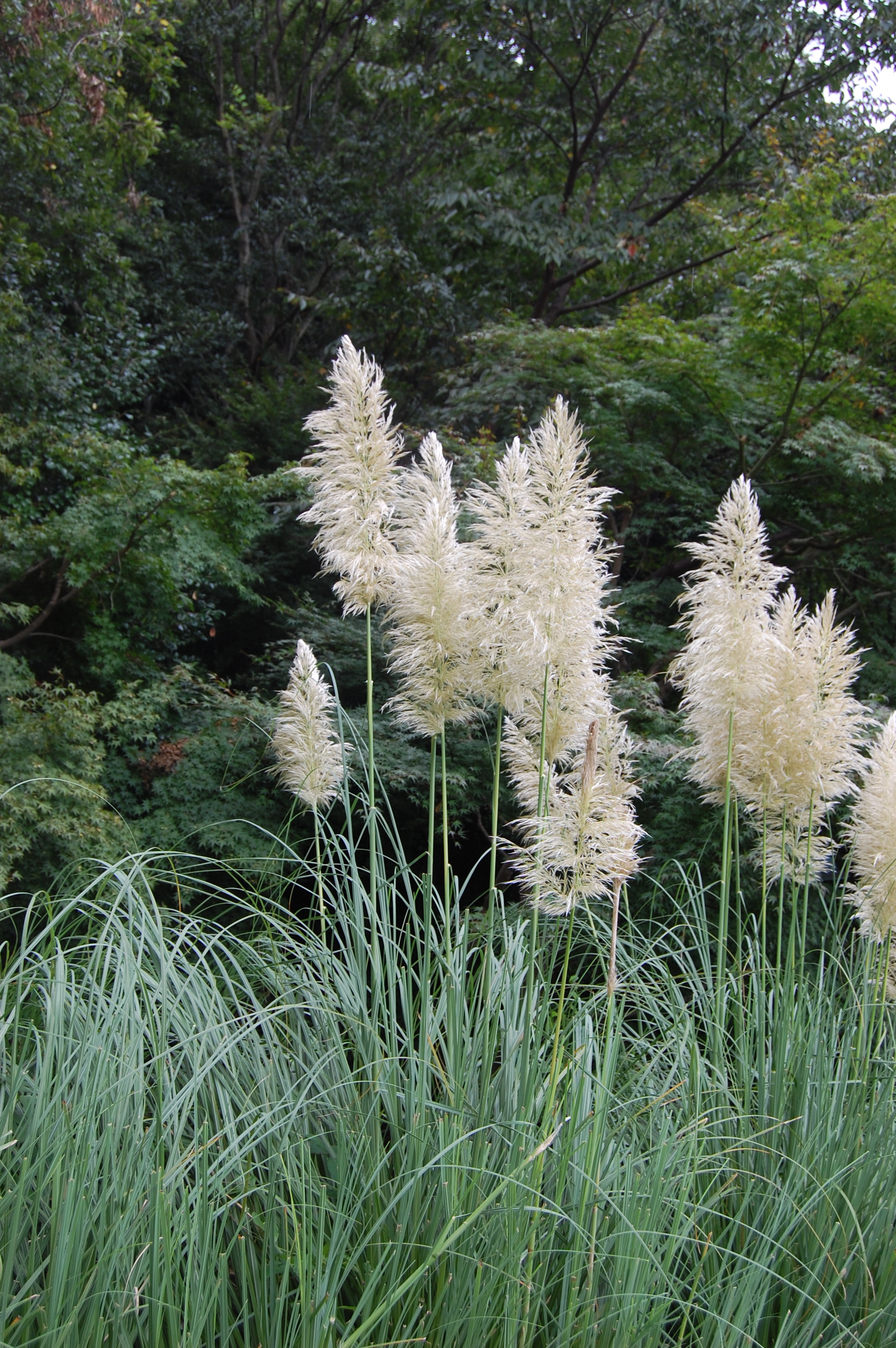 Tall Grass: Photo by Sharon Burtner